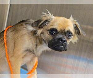 Cheeks Dogs for adoption in Orange, CA, USA