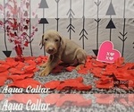 Puppy AQUA COLLAR Doberman Pinscher