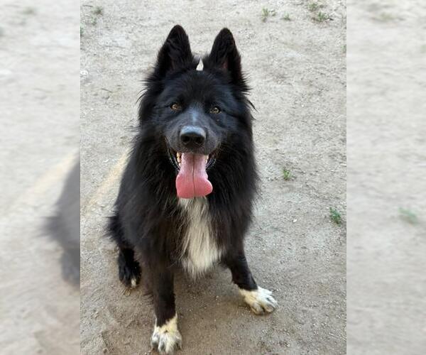 Medium Photo #2 German Shepherd Dog-Unknown Mix Puppy For Sale in Riverside, CA, USA
