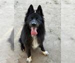 Small #1 German Shepherd Dog Mix
