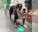 Small #1 American Pit Bull Terrier