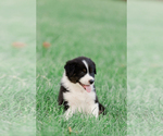 Small Photo #32 Australian Shepherd Puppy For Sale in ARODA, VA, USA