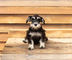 Schnauzer (Miniature) Puppy for sale in NAPPANEE, IN, USA