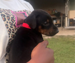 Puppy Red female Doberman Pinscher