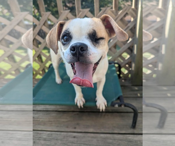Medium Photo #8 Beagle-Chihuahua Mix Puppy For Sale in Lincolnwood, IL, USA