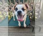 Small #7 Beagle-Chihuahua Mix