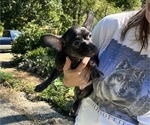 Small #16 French Bullhuahua