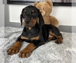 Small Photo #2 Doberman Pinscher Puppy For Sale in FRANKLIN, IN, USA