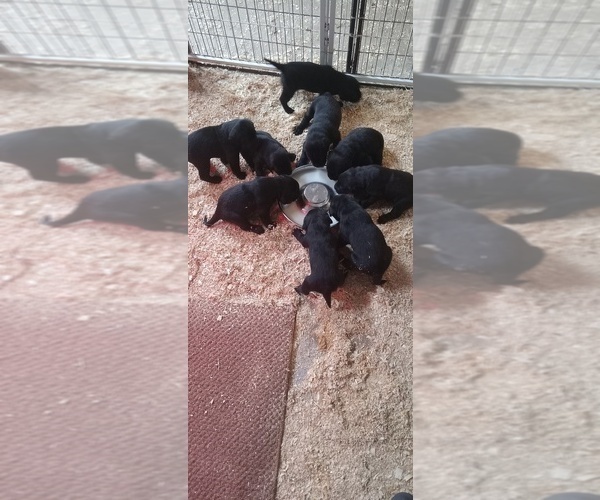 Medium Photo #10 Labrador Retriever Puppy For Sale in ORANGE, MA, USA