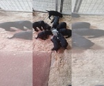 Small #9 Labrador Retriever