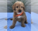 Small Photo #4 Miniature Labradoodle Puppy For Sale in BOWLING GREEN, KY, USA