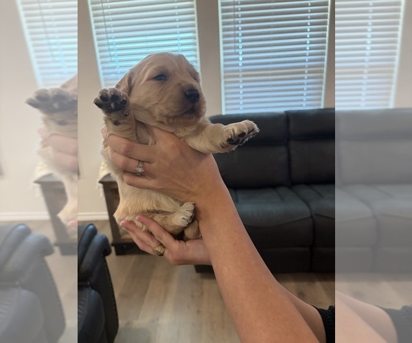 Medium Photo #2 Golden Retriever Puppy For Sale in CADDO MILLS, TX, USA