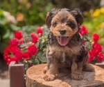 Small Photo #16 Yorkipoo Puppy For Sale in GOSHEN, IN, USA