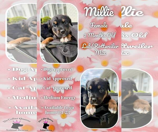 Medium Photo #1 Labrottie Puppy For Sale in Jacksonville, NC, USA