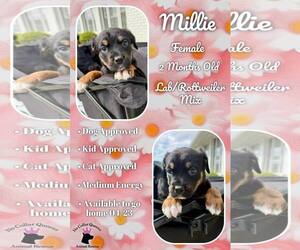 Labrottie Dogs for adoption in Jacksonville, NC, USA