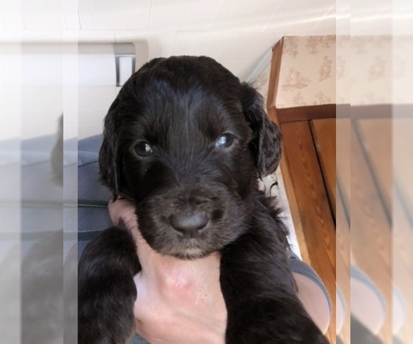 Medium Photo #33 Labradoodle Puppy For Sale in MIFFLINBURG, PA, USA