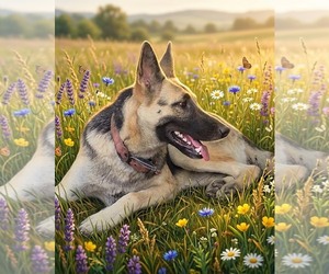 German Shepherd Dog-Unknown Mix Dogs for adoption in The Woodlands, TX, USA