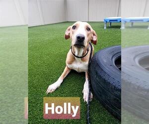 Mutt Dogs for adoption in San Antonio, TX, USA