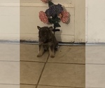 Small Photo #3 German Shepherd Dog Puppy For Sale in STATESBORO, GA, USA