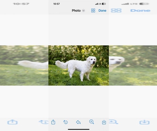 Medium Photo #1 English Cream Golden Retriever Puppy For Sale in BISMARCK, ND, USA