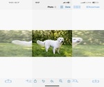 Small Photo #1 English Cream Golden Retriever Puppy For Sale in BISMARCK, ND, USA