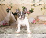 Small Photo #12 French Bulldog Puppy For Sale in WARSAW, IN, USA