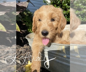 Goldendoodle Puppy for sale in GAY, GA, USA