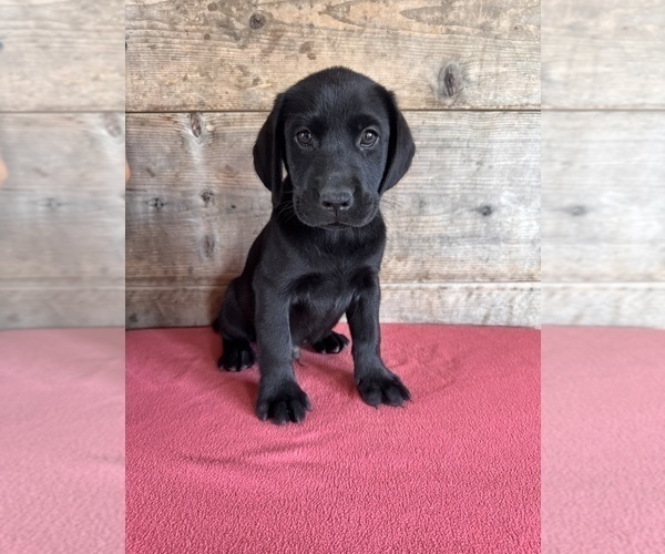Medium Photo #3 Labrador Retriever Puppy For Sale in VERMONTVILLE, MI, USA