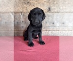 Small #2 Labrador Retriever
