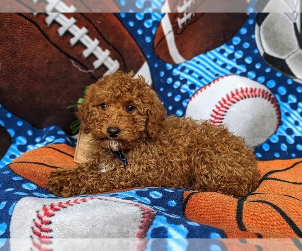 Medium Photo #4 Poodle (Toy) Puppy For Sale in LEOLA, PA, USA