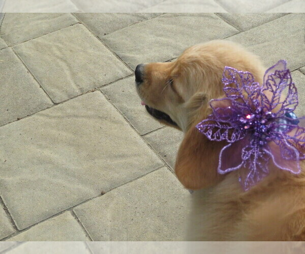 Medium Photo #10 Golden Retriever Puppy For Sale in MECHANICSVILLE, MD, USA