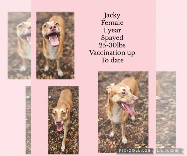 Medium Photo #1 Chihuahua-Siberian Husky Mix Puppy For Sale in Virginia Beach, VA, USA