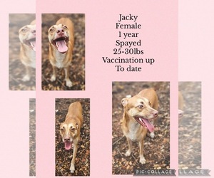Chihuahua-Siberian Husky Mix Dogs for adoption in Virginia Beach, VA, USA