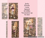 Jacky - Female Chihuahua-Siberian Husky Mix Dog for Adoption - Small photo