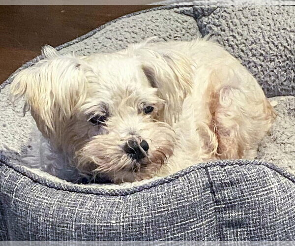 Medium Photo #2 Poodle (Miniature)-Unknown Mix Puppy For Sale in Corona, CA, USA