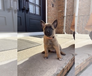 Belgian Malinois Puppy for Sale in WAYNE, New Jersey USA