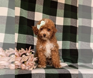 Poodle (Miniature) Puppy for sale in QUARRYVILLE, PA, USA