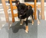 Small Mutt