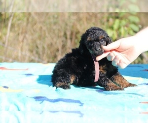 Poodle (Miniature) Puppy for sale in UNION CITY, TN, USA