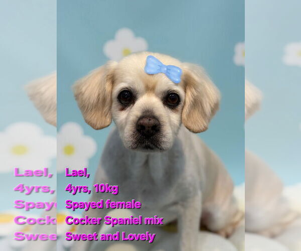 Medium Photo #2 Cocker Spaniel-Unknown Mix Puppy For Sale in Agoura Hills, CA, USA