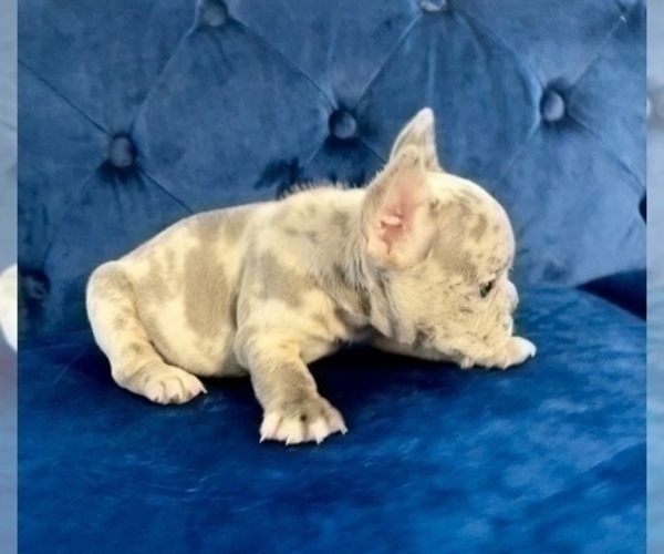 Medium Photo #13 French Bulldog Puppy For Sale in LONG BEACH, CA, USA
