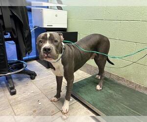 American Staffordshire Terrier-Unknown Mix Dogs for adoption in Grand Prairie, TX, USA