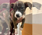 Small #1 Australian Kelpie