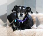 LUCY - Female Mutt Dog for Adoption - Small photo