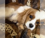 Small #6 Cavalier King Charles Spaniel
