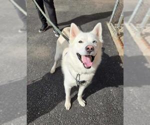 Siberian Husky Dogs for adoption in London, Ontario, Canada