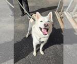 COLBY - Male Siberian Husky Dog for Adoption - Small photo