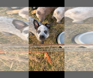 Australian Cattle Dog Puppy for sale in BONHAM, TX, USA