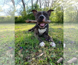 Alvin - Male Mutt Dog for Adoption - Photo #15