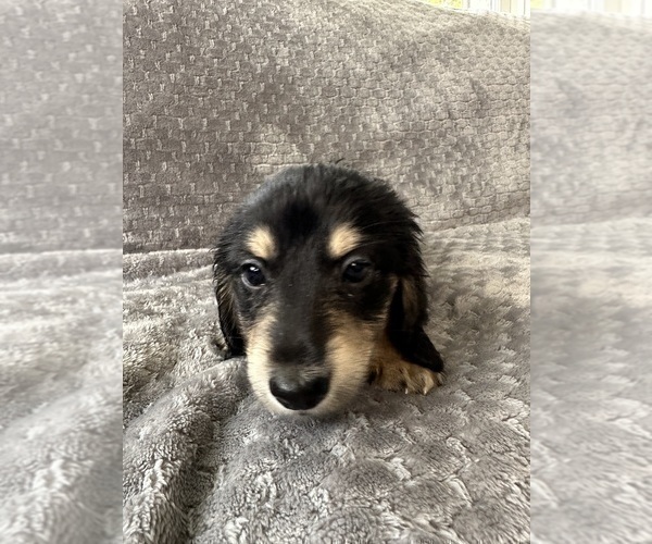 Medium Photo #17 Dachshund Puppy For Sale in MEMPHIS, TN, USA